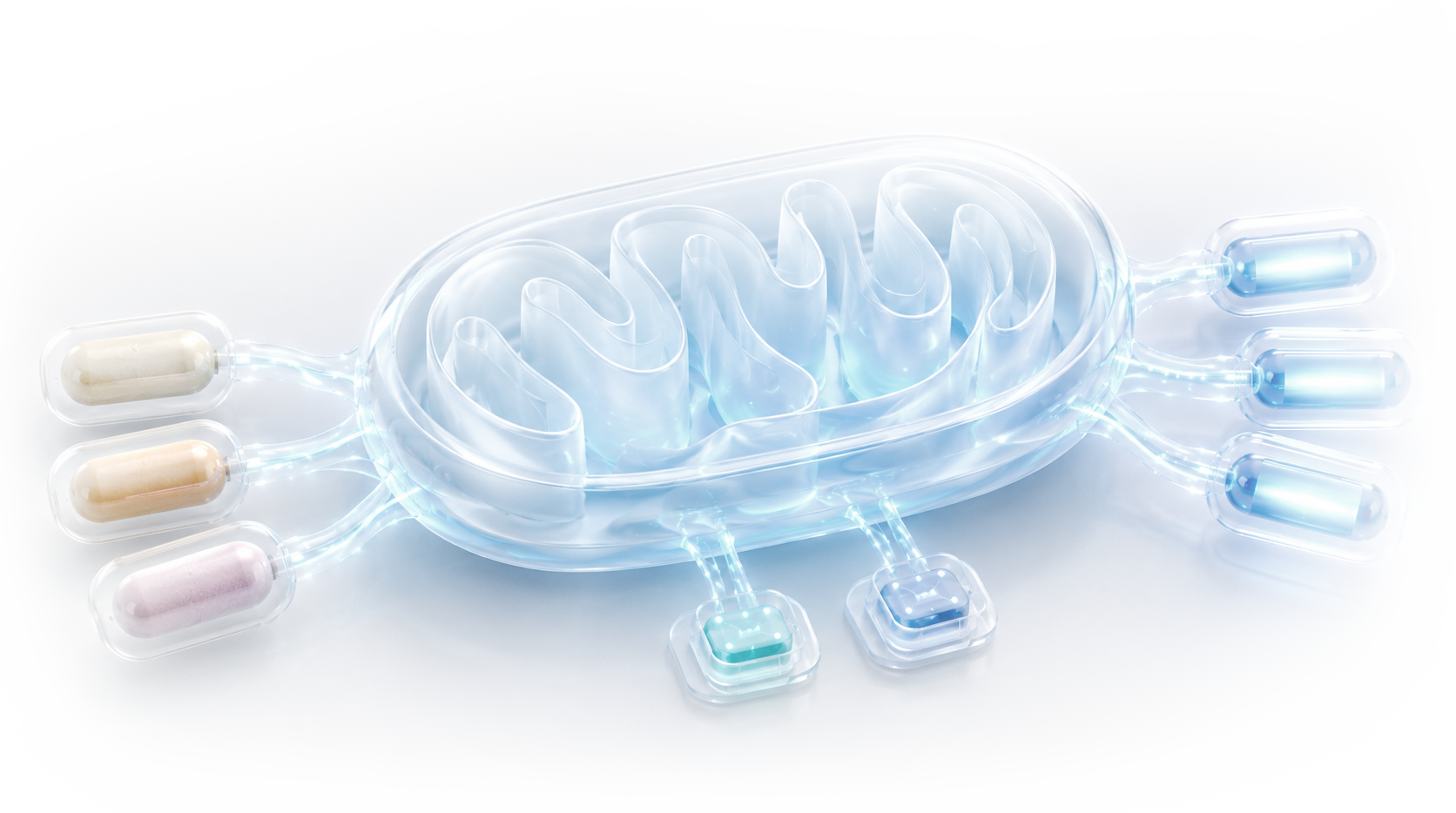 Cell Clinics illustration of a mitochondrion representing cellular energy